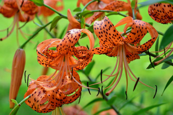 Картинка цветы лилии +лилейники lily лепестки цветение petals bloom