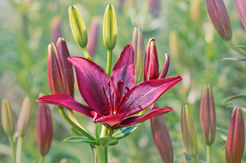 обоя цветы, лилии,  лилейники, petals, цветение, bloom, лепестки, lily