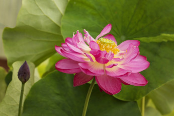 Картинка цветы лотосы цветение лепестки цветок лотос