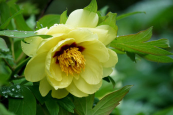 Картинка цветы пионы цветение лепестки листья куст