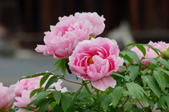 Картинка цветы пионы лепестки цветение листья пион бутон