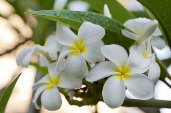 Картинка цветы плюмерия flowering лепестки branch leaves plumeria petals цветение листья ветка