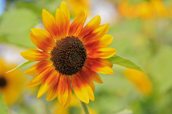 Картинка цветы подсолнухи лепестки ярко цветение подсолнух