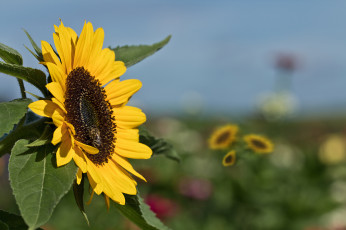 Картинка цветы подсолнухи подсолнух цветение листья