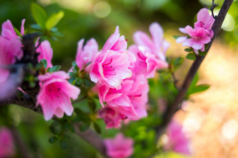 Картинка цветы рододендроны+ азалии листья ветка азалия