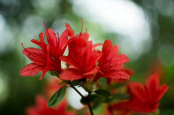 Картинка цветы рододендроны+ азалии листья ветка азалия