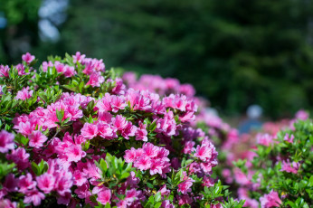 Картинка цветы рододендроны+ азалии ветка азалия листья