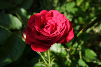 Картинка цветы розы bloom bud rose цветение бутон роза