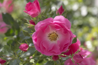 Картинка цветы розы blossoms leaves petals rose цветение листья лепестки роза бутон bud