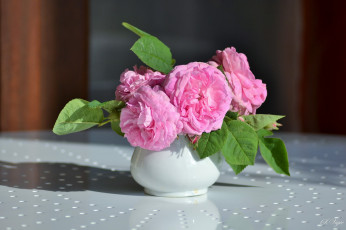 Картинка цветы розы leaves petals bud rose цветение листья бутон лепестки роза blossoms