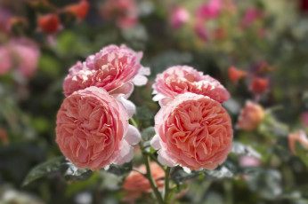 Картинка цветы розы petals bud rose blossoms leaves цветение листья лепестки бутон роза