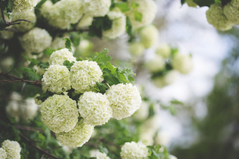 Картинка цветы таволга+ спирея +лабазник таволга белая лепестки листья цветение