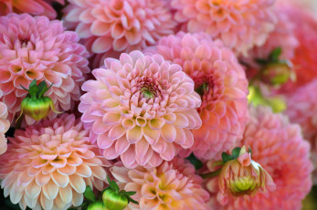 Картинка цветы георгины лепестки бутоны цветение георгин