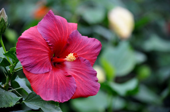 Картинка цветы гибискусы тычинки цветение ярко лепестки листики гибискус