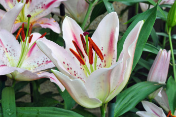 Картинка цветы лилии +лилейники petals bloom lily лепестки цветение