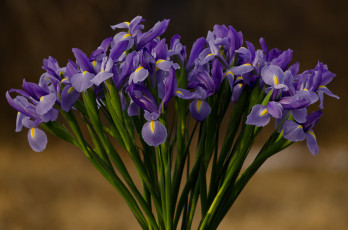 Картинка цветы ирисы ирис цветение лепестки листья