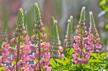 Картинка цветы люпин лепестки веточка цветение бутоны цветки