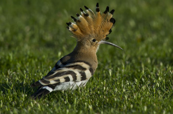Картинка животные удоды птицв трава