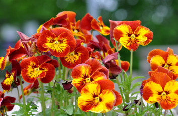 Картинка цветы анютины+глазки+ садовые+фиалки листья лепестки виола цветение яркость цвет