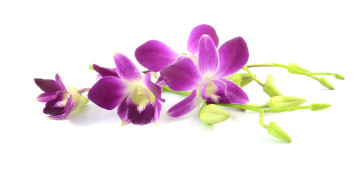 обоя цветы, орхидеи, белый, фон, сиреневая, лепестки, цветение