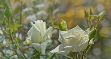 Картинка цветы розы petals листья цветение rose bud blossoms leaves лепестки роза бутон