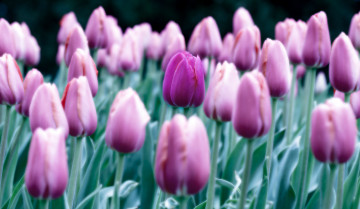 Картинка цветы тюльпаны лепестки цветение нежность