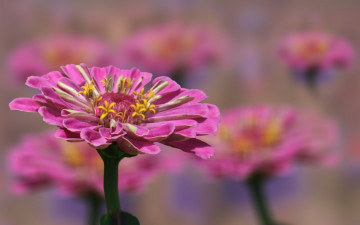 Картинка цветы цинния цветение лепестки