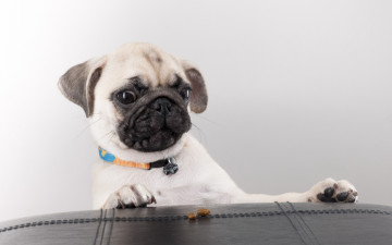 Картинка животные собаки собака пёс морда взгляд мопс