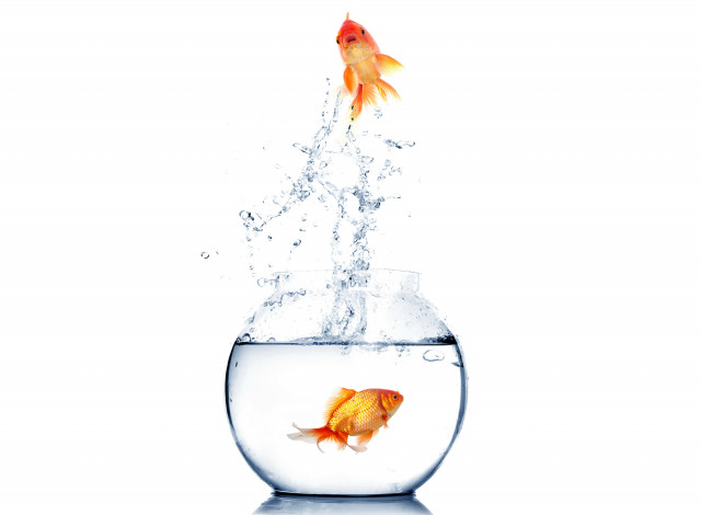 Обои картинки фото животные, рыбы, белый, фон, spray, water, white, background, брызги, вода, аквариум, fish, aquarium