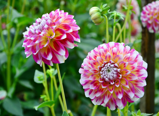 Обои картинки фото цветы, георгины, розовые