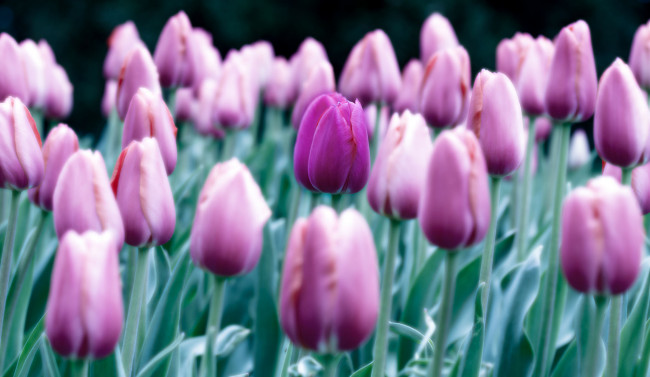 Обои картинки фото цветы, тюльпаны, лепестки, цветение, нежность