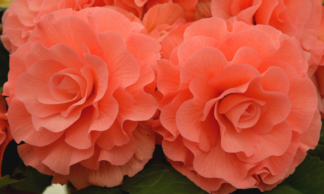 Обои картинки фото цветы, бегония, цветение, лепестки, листья, желтая