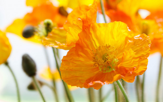 Обои картинки фото цветы, маки, природа, поле, луг, лепестки, мак