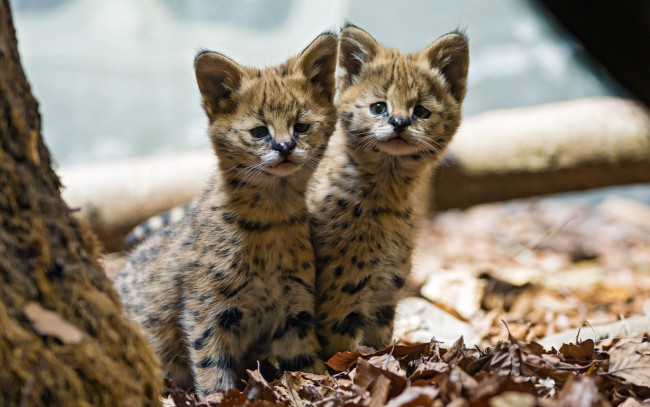 Обои картинки фото животные, сервалы, сервал, котята, кошки, детёныши, малыши, листья