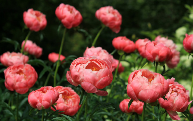 Обои картинки фото цветы, пионы, розовый, кусты, листья, лепестки, бутоны, цветение