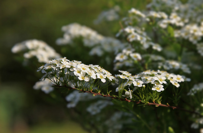 Обои картинки фото цветы, цветущие деревья ,  кустарники, цветение, белые, ветка, куст
