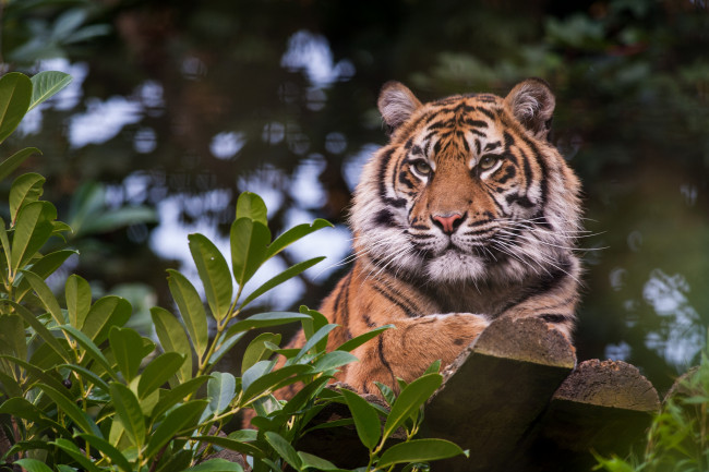 Обои картинки фото животные, тигры, тигр, кошка, отдых, амурский