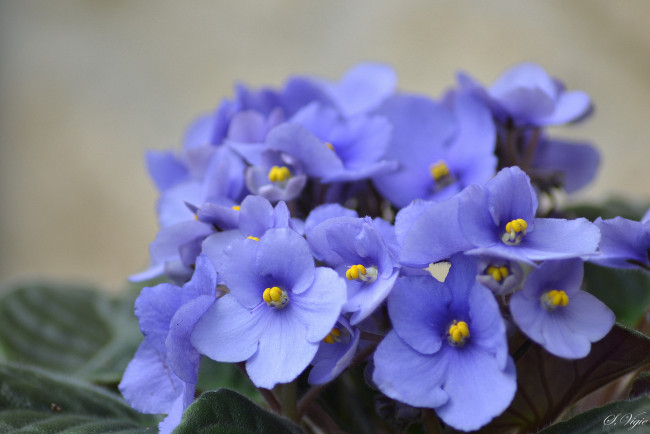 Обои картинки фото цветы, фиалки, фиалка, лепестки, листья, цветение