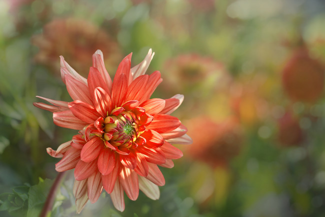 Обои картинки фото цветы, георгины, лепестки, бутоны, цветение, георгин