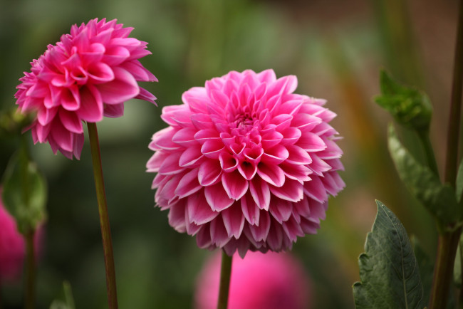 Обои картинки фото цветы, георгины, лепестки, бутоны, цветение, георгин