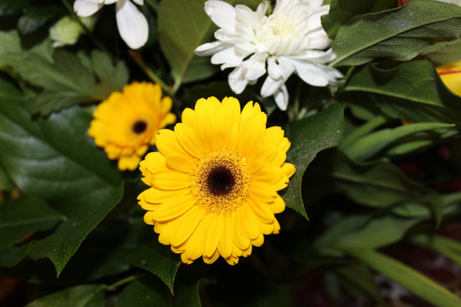 Обои картинки фото цветы, герберы, цветение, листья, лепестки, гербера