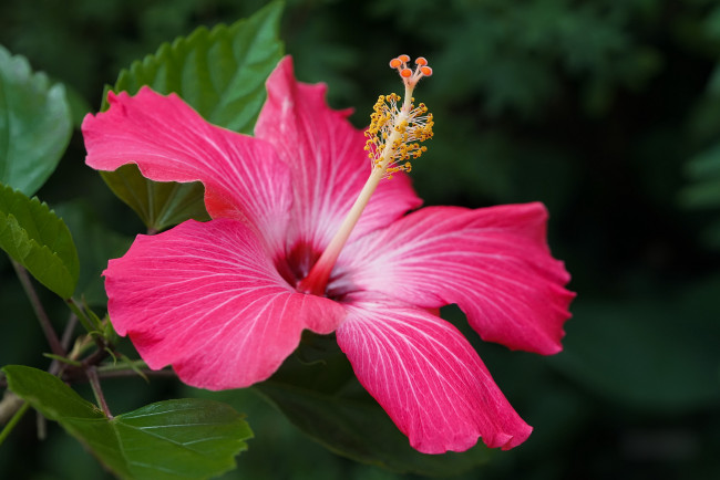 Обои картинки фото цветы, гибискусы, тычинки, цветение, ярко, лепестки, листики, гибискус