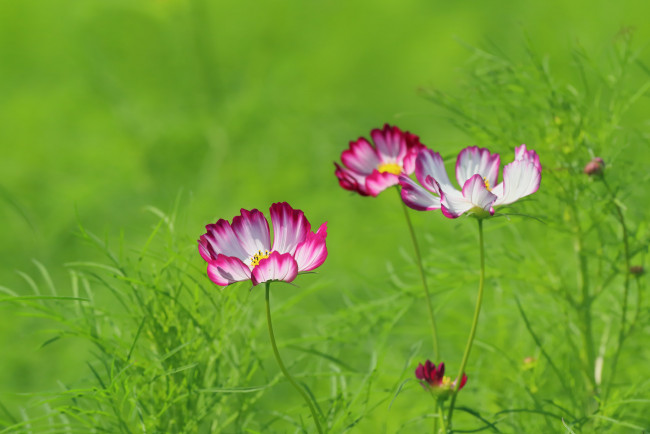 Обои картинки фото цветы, космея, цветение, лепестки