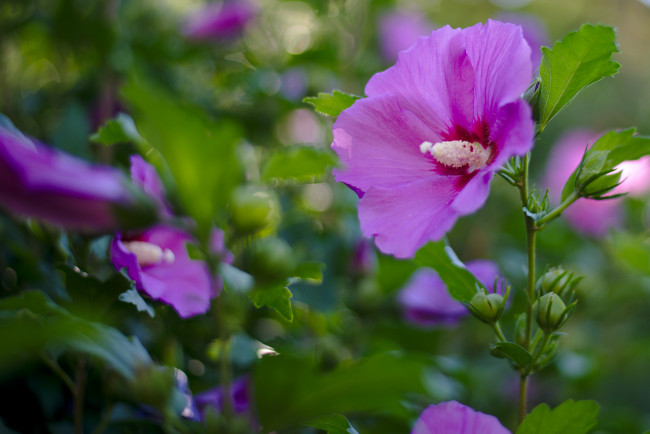 Обои картинки фото цветы, лаватера, цветение, яркость, цвет, тычинка, лепестки