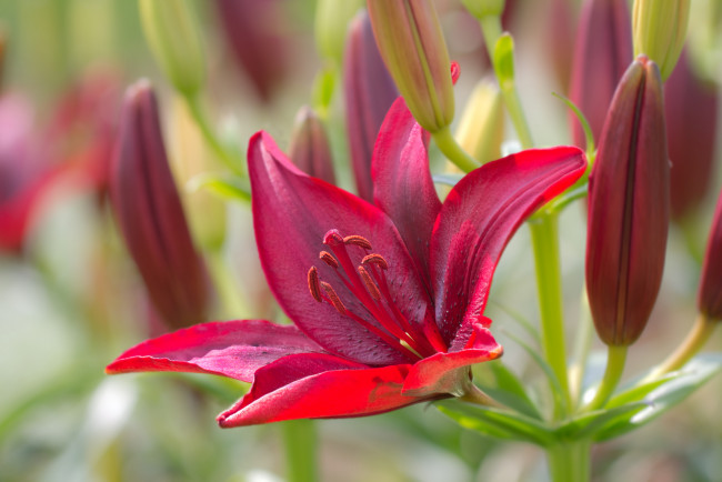 Обои картинки фото цветы, лилии,  лилейники, bloom, lily, лепестки, цветение, petals