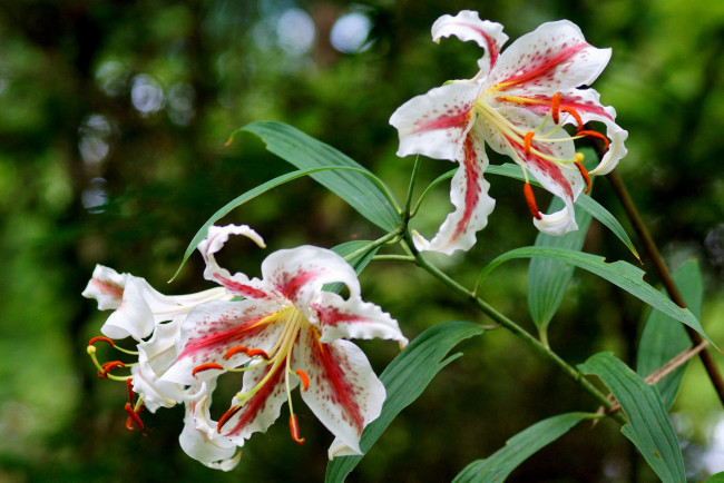 Обои картинки фото цветы, лилии,  лилейники, цветение, blooms, buds, pink, lily, розовые, бутоны