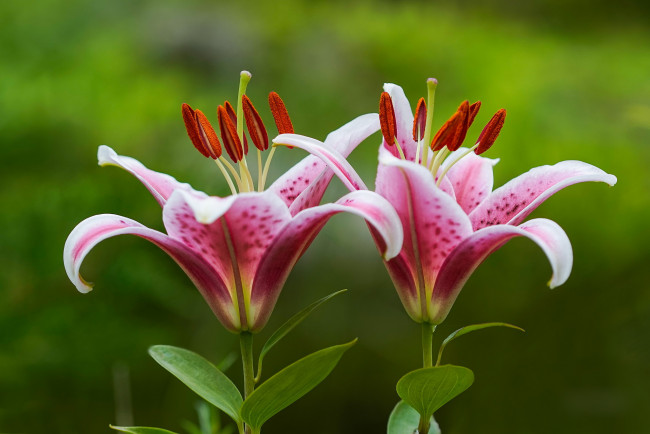 Обои картинки фото цветы, лилии,  лилейники, лепестки, petals, bloom, lily, цветение