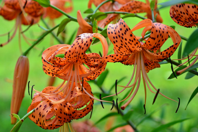 Обои картинки фото цветы, лилии,  лилейники, lily, лепестки, цветение, petals, bloom