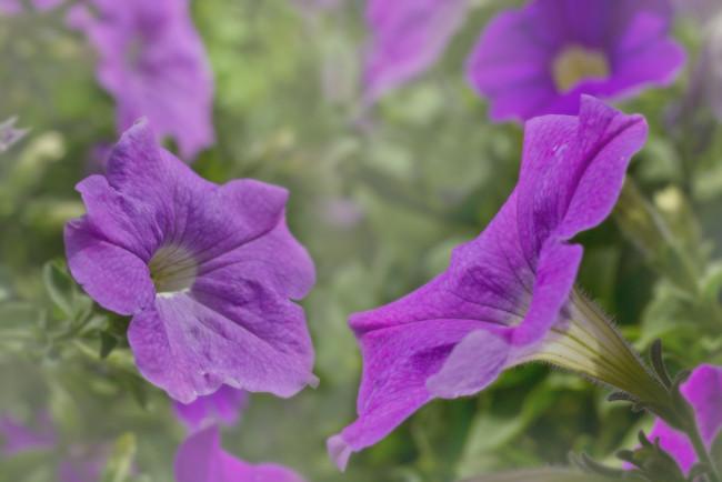 Обои картинки фото цветы, петунии,  калибрахоа, brightness, петуния, color, flowers, petunia, яркость, цвет