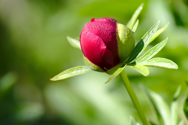 Обои картинки фото цветы, пионы, цветение, лепестки, бордовый, бутон, пион